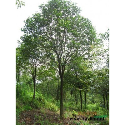 大葉女貞合肥   宣城大葉女貞、安慶大葉女貞、銅陵大葉女貞