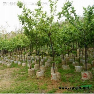 花旗木 別名泰國櫻花