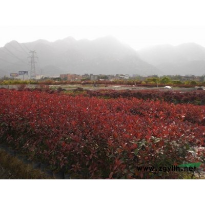 八月桂花，紅葉繼木，小葉蓉等