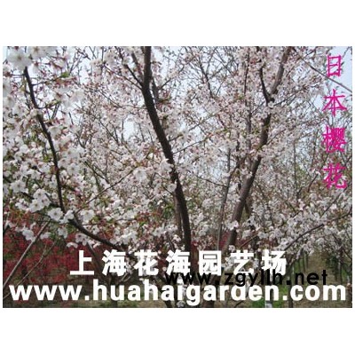 櫻花、桂花、日本紅楓、垂絲海棠等