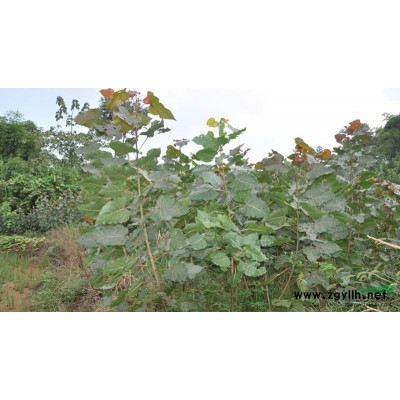 急售紅楊，量大從優(yōu)