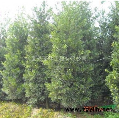 竹柏、桂花、茶花、羅漢松、香樟幼苗、含笑花