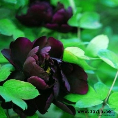 20公分以上，30公分以上的垂柳，洛陽牡丹