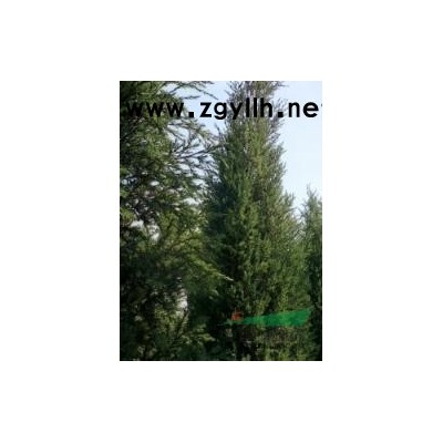 售：2-2.5米北京檜