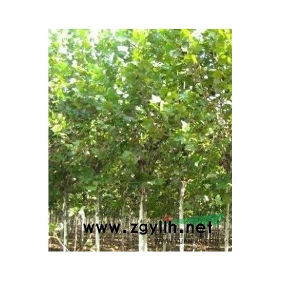 河南紅楓基地 河南紅楓產地 選紅楓