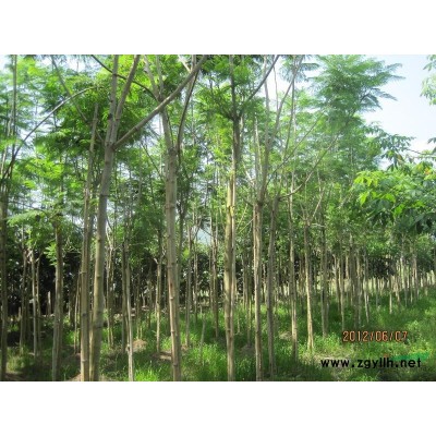 藍花楹,桃花圣木,美人樹,黃花槐,幌傘楓