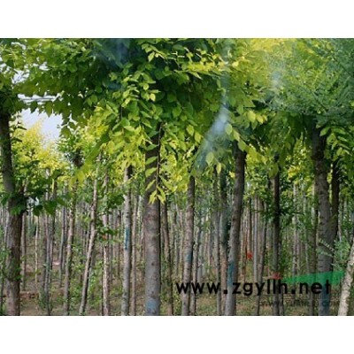 8-10-12公分千頭椿價格