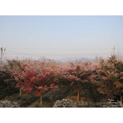 盆栽小葉雞爪槭