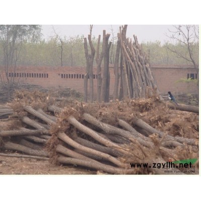 金絲柳 國槐 香花槐 刺槐 楊樹 等