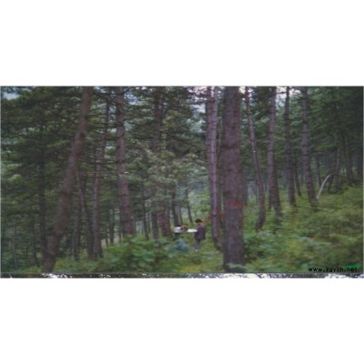 專業化油松良種苗