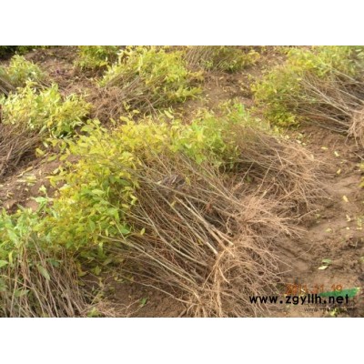 軟籽石榴樹苗 突尼斯石榴樹苗 河陰石榴樹苗基地 石榴樹苗批發