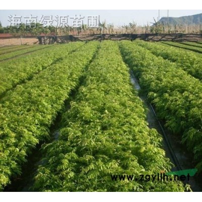 大量出售海南黃花梨，沉香，小葉欖仁，重陽木，蓮霧等袋苗，小苗