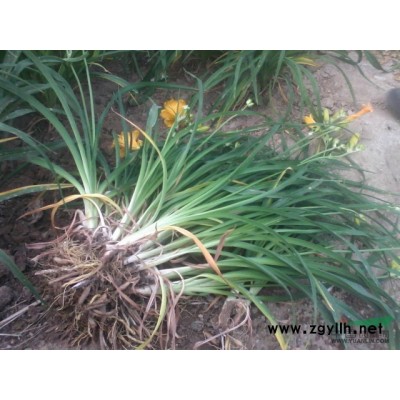 金娃娃萱草8分上車