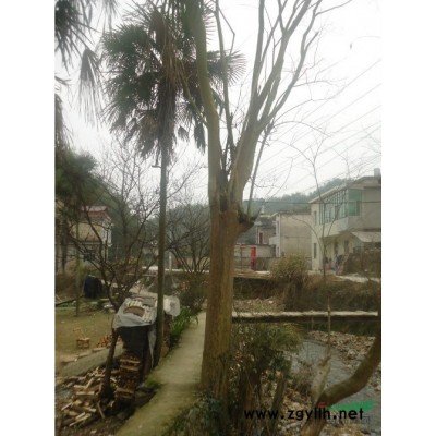 原生紫薇米徑30cm-70cm