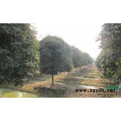 樂昌含笑價格 浙江樂昌含笑價格 10-40公分金樂昌含笑供應