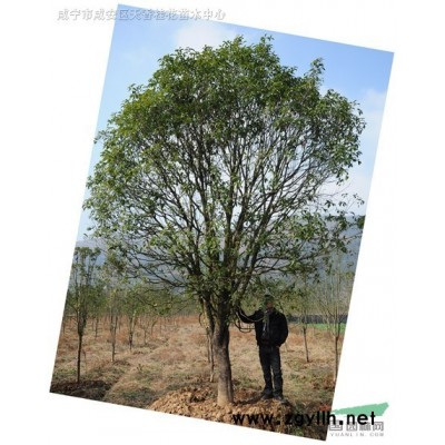 老桂花樹、多桿桂花樹、叢生桂花樹