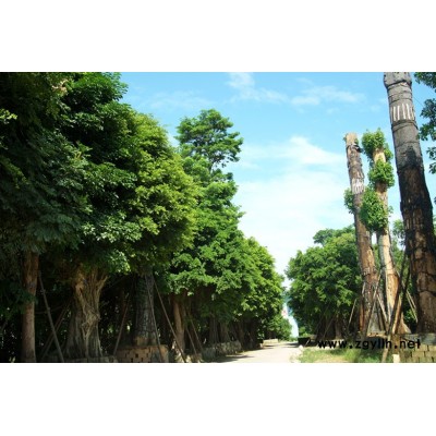 大中型喬木、古樹(shù)等