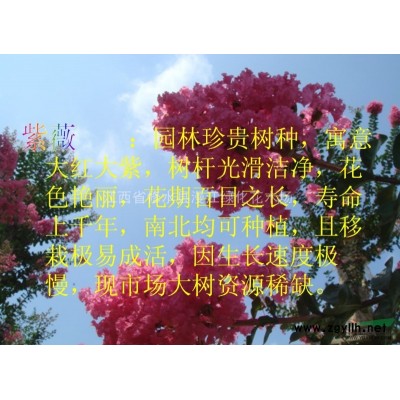 百株精品紅花紫薇大樹，移栽5年，平均規格20CM,高度5米-