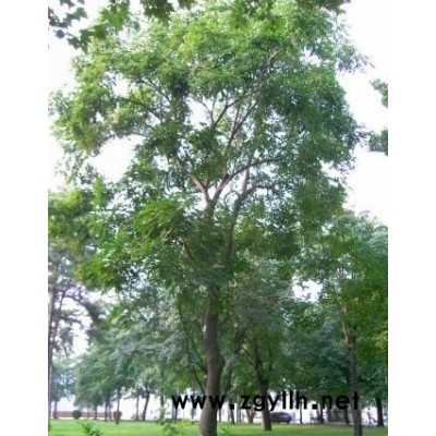 香樟、廣玉蘭等