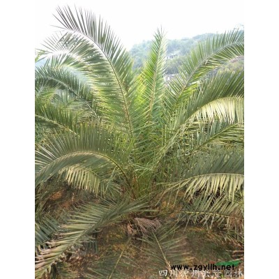 四川瀘州興隆園林出售黃葛樹，黃桷樹，四川黃葛樹，黃葛樹苗圃