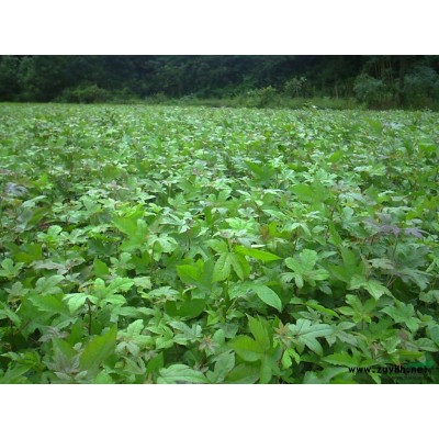 紅豆杉小苗/紅豆杉種子/營養杯紅豆杉苗