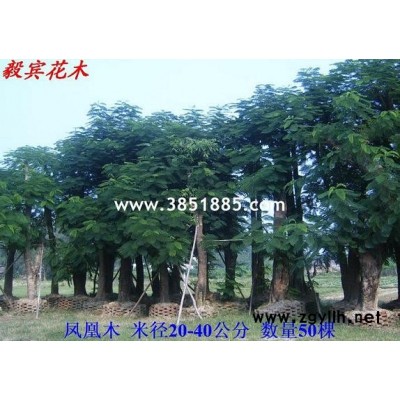 木棉米徑180公分