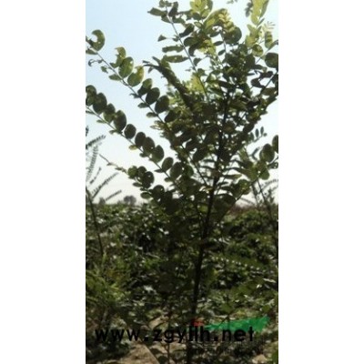 河北國槐邯鄲國槐邱縣國槐速生國槐接穗