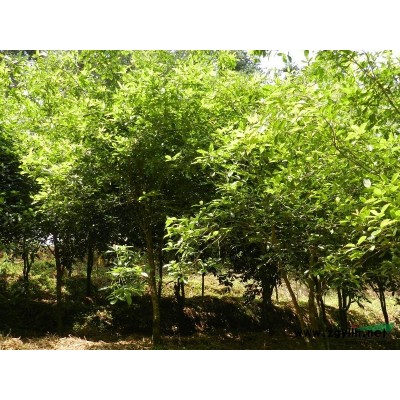 永安尖葉桂低價供應