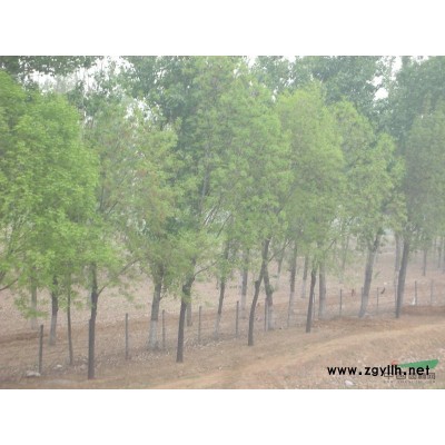 大規(guī)格白蠟