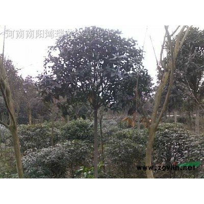 白玉蘭，廣玉蘭，桂花，黃櫨，紫薇等