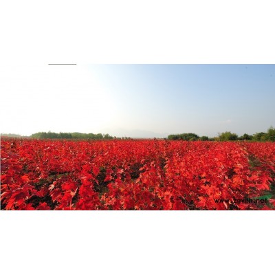 美國紅楓 美國紅楓價格走勢及行情分析