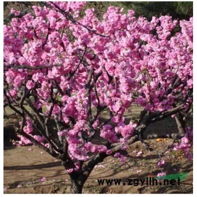 重瓣榆葉梅、矮櫻、黃櫨