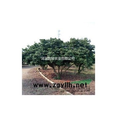 楊梅等掛果綠化果樹銷售