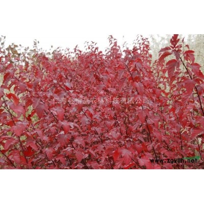 中華紅葉楊 全紅楊等各種優(yōu)質(zhì)苗木