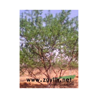 山西白皮松，油松，國槐，刺槐，紫穗槐，側柏