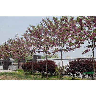 山西臨汾侯馬苗圃出售：香花槐，華山松，丁香，法桐，紅葉李等