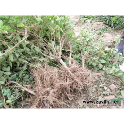 河北金銀花盆景/河北金銀花盆景供應/出售河北金銀花盆景