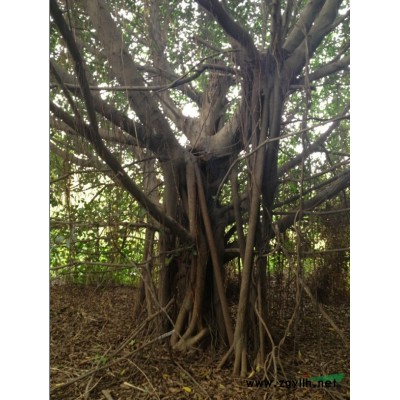 多株小葉榕胸徑30-70公分