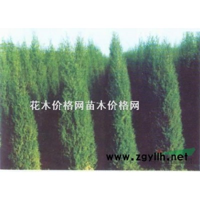 山梅花.胡枝子.紅瑞木.水荀子