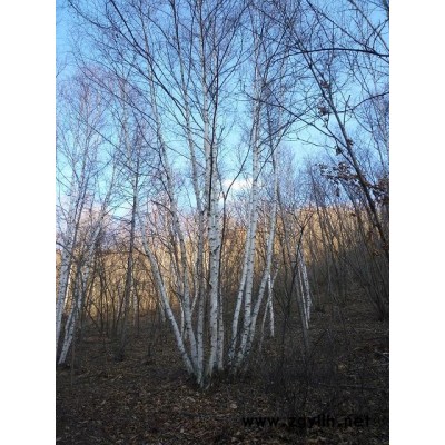 白樺樹，蒙古櫟，五角楓，云杉，山丁子，椴樹