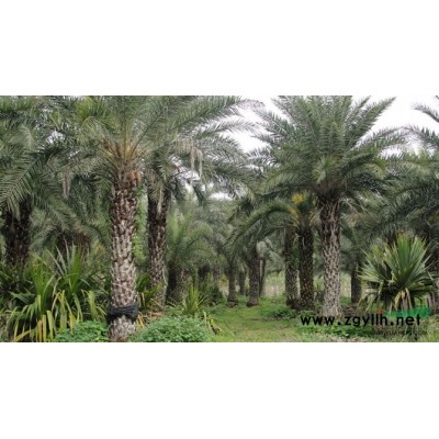 福建漳州紅榕基地批發2分至15分紅皮榕地苗