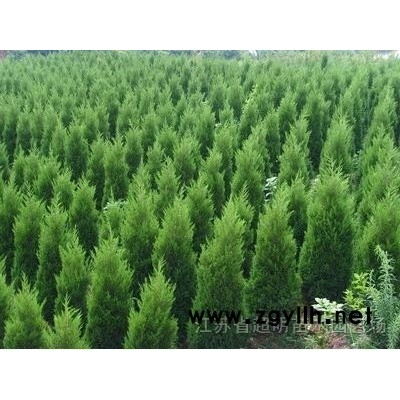 售法桐、合歡、國槐、垂柳、紫白玉蘭