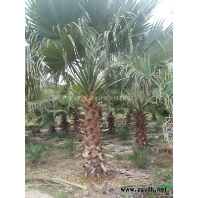 老人葵、銀海棗、欖仁、仁面仔、雞冠刺銅、桃花心、發(fā)財(cái)樹(shù)、杜英