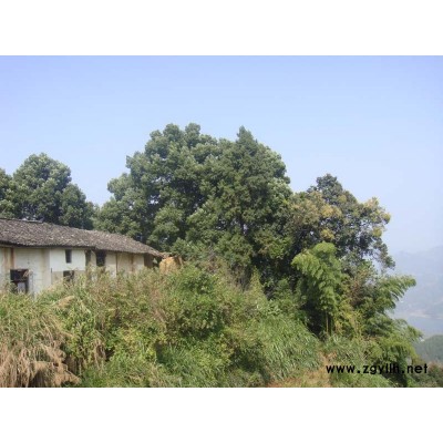 桂花、香樟、銀杏大苗