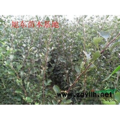 速生楊 速生楊價格 山西速生楊