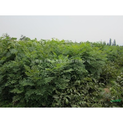 優質占地白皮松_苗圃白皮松_黃土白皮松