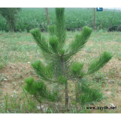 供應(yīng)蘋果樹苗，桃樹苗，山楂樹苗，核桃苗