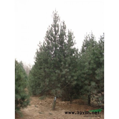 白皮松米徑20cm高度7-8米、冠幅3.5-4米