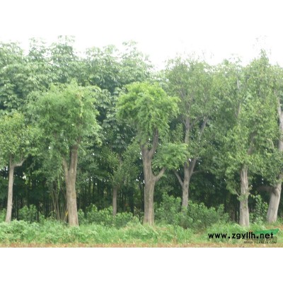 長期大量供應(yīng)各種規(guī)格桂花