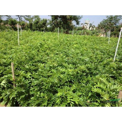 海南黃花梨小苗、沉香小苗